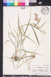 Chasmanthium ornithorhynchum image