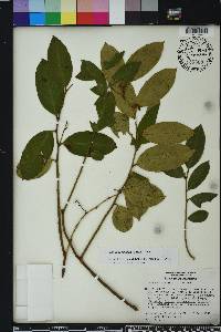 Leucothoe axillaris image