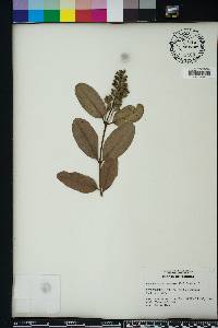 Laguncularia racemosa image