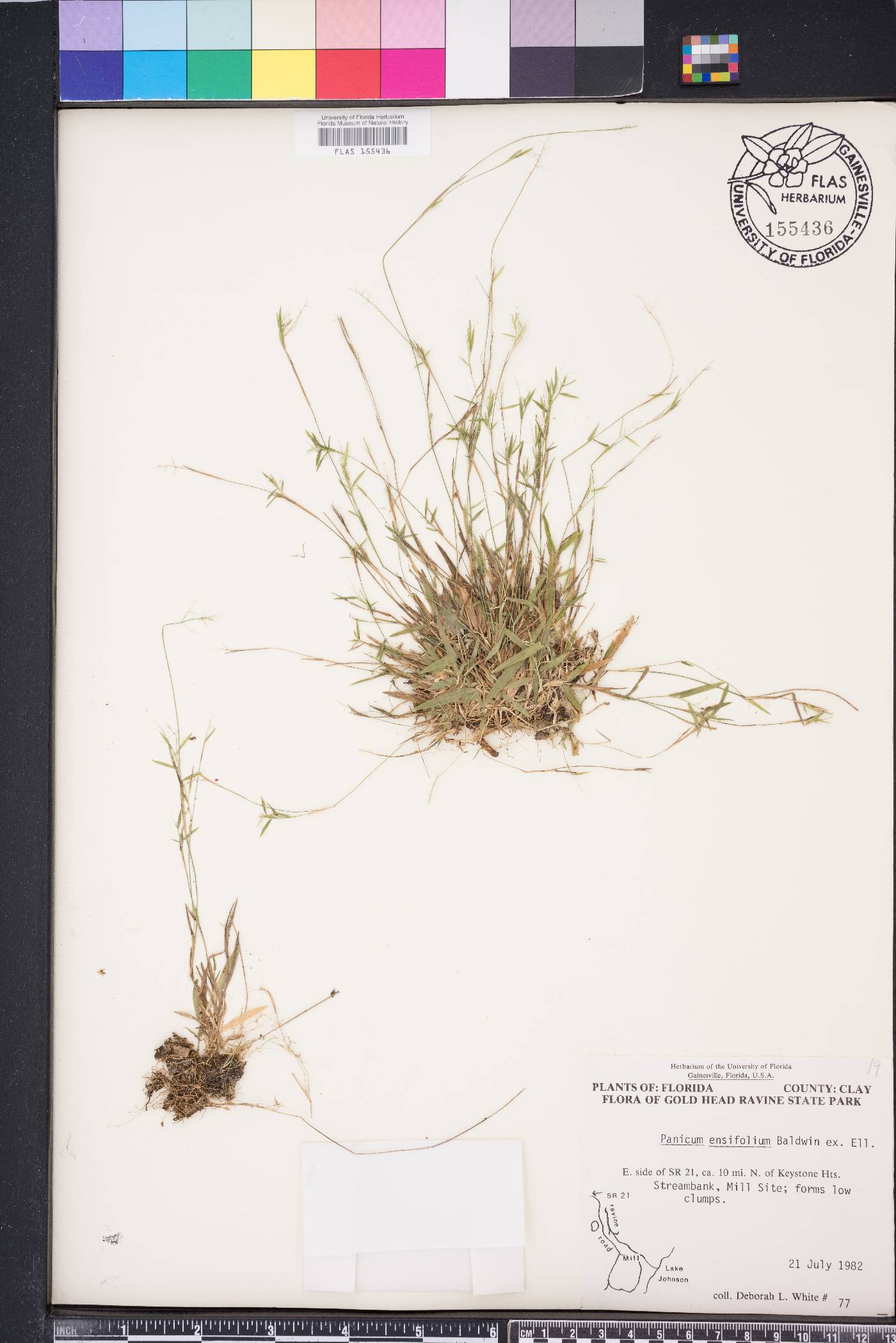 Dichanthelium ensifolium image