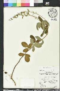 Desmodium incanum image