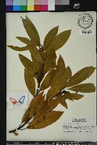 Persea borbonia image