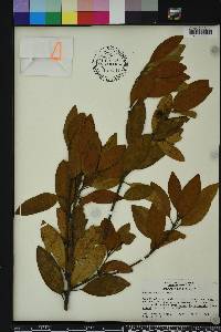 Persea humilis image