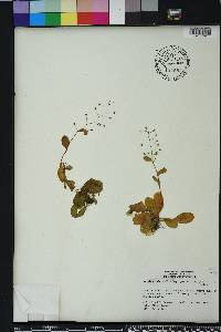 Samolus parviflorus image