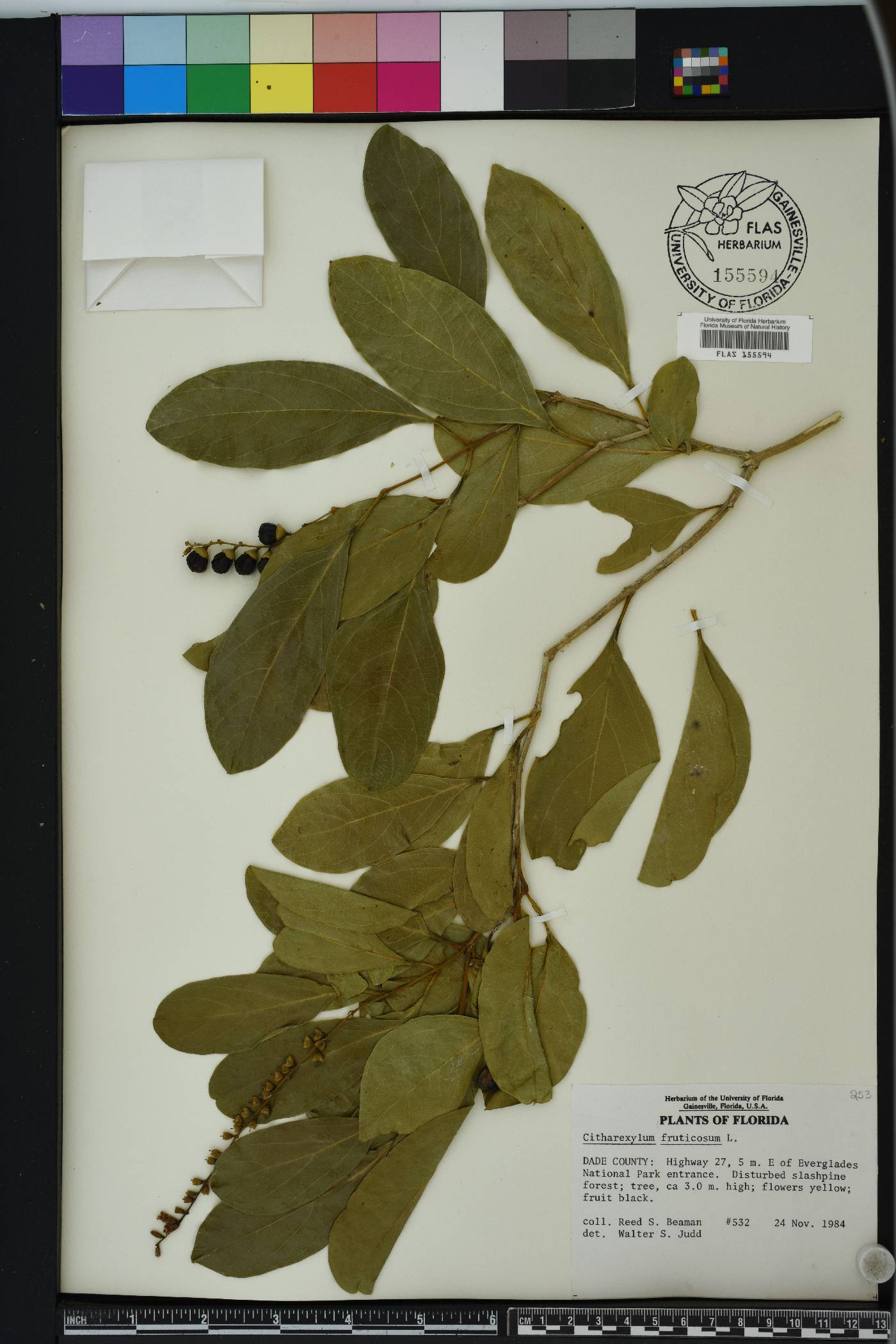 Citharexylum fruticosum image