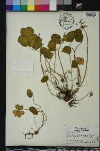 Oxalis corymbosa image