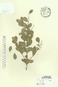 Gyminda latifolia image