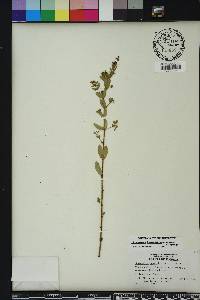 Chamaesyce hyssopifolia image