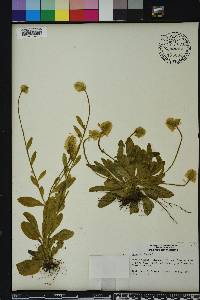 Polygala lutea image