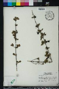 Guettarda elliptica image