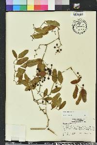 Smilax auriculata image