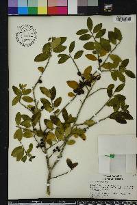 Ilex vomitoria image