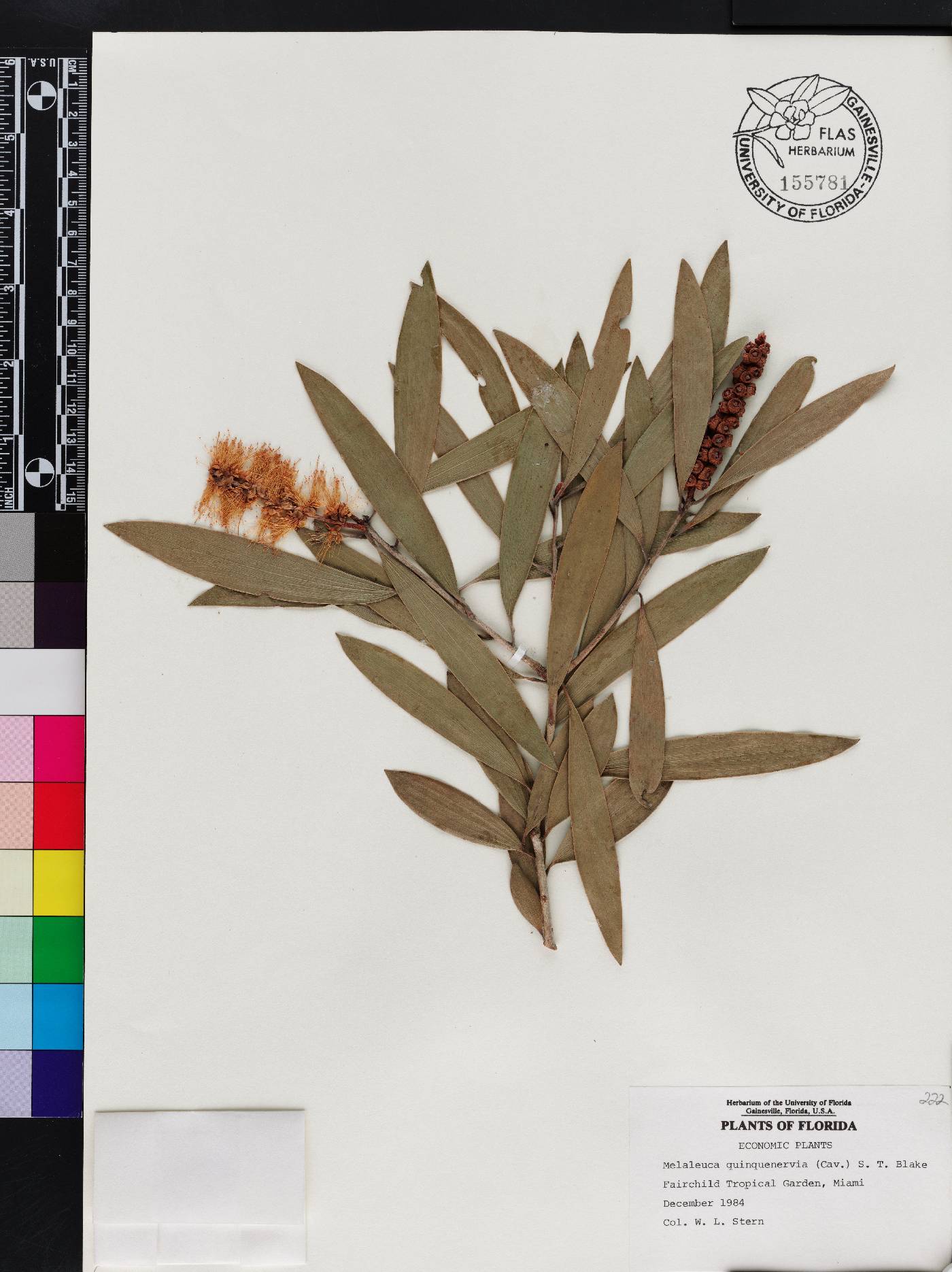 Melaleuca quinquenervia image