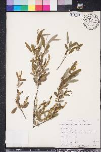 Salix caroliniana image