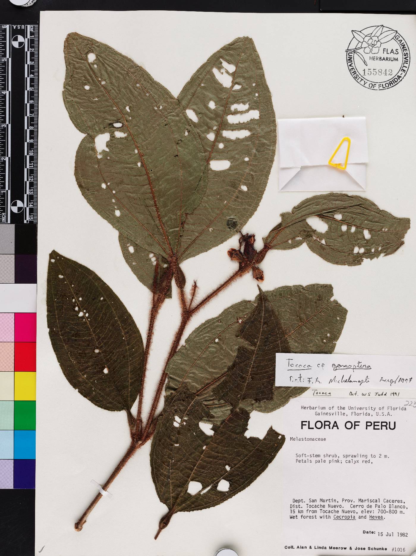 Miconia gonoptera image