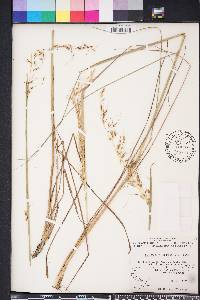 Sorghastrum secundum image