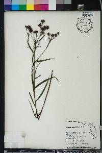 Vernonia angustifolia image