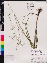 Stenanthium gramineum image