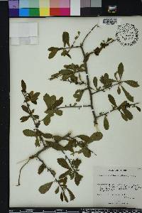 Sideroxylon reclinatum image