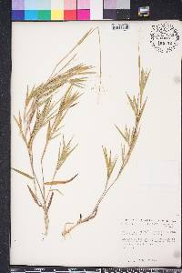 Dichanthelium ovale image