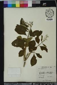 Cornutia pyramidata image