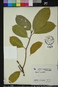 Ficus citrifolia image