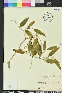 Smilax smallii image