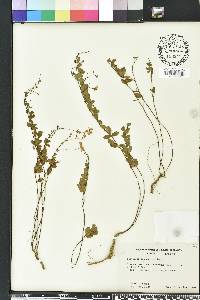 Lespedeza repens image