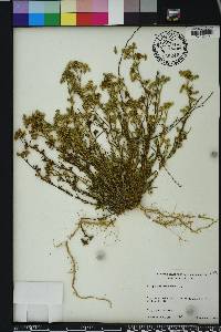 Polypremum procumbens image