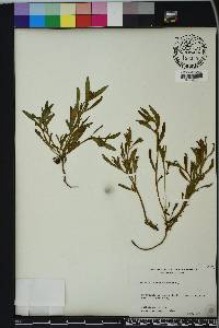 Heliotropium curassavicum image