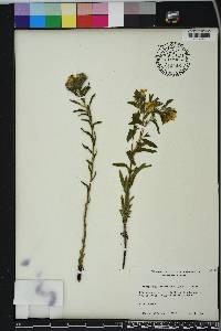 Lithospermum caroliniense image