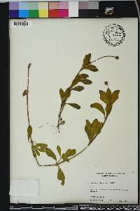 Phyla nodiflora image