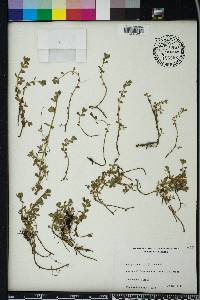 Bacopa monnieri image