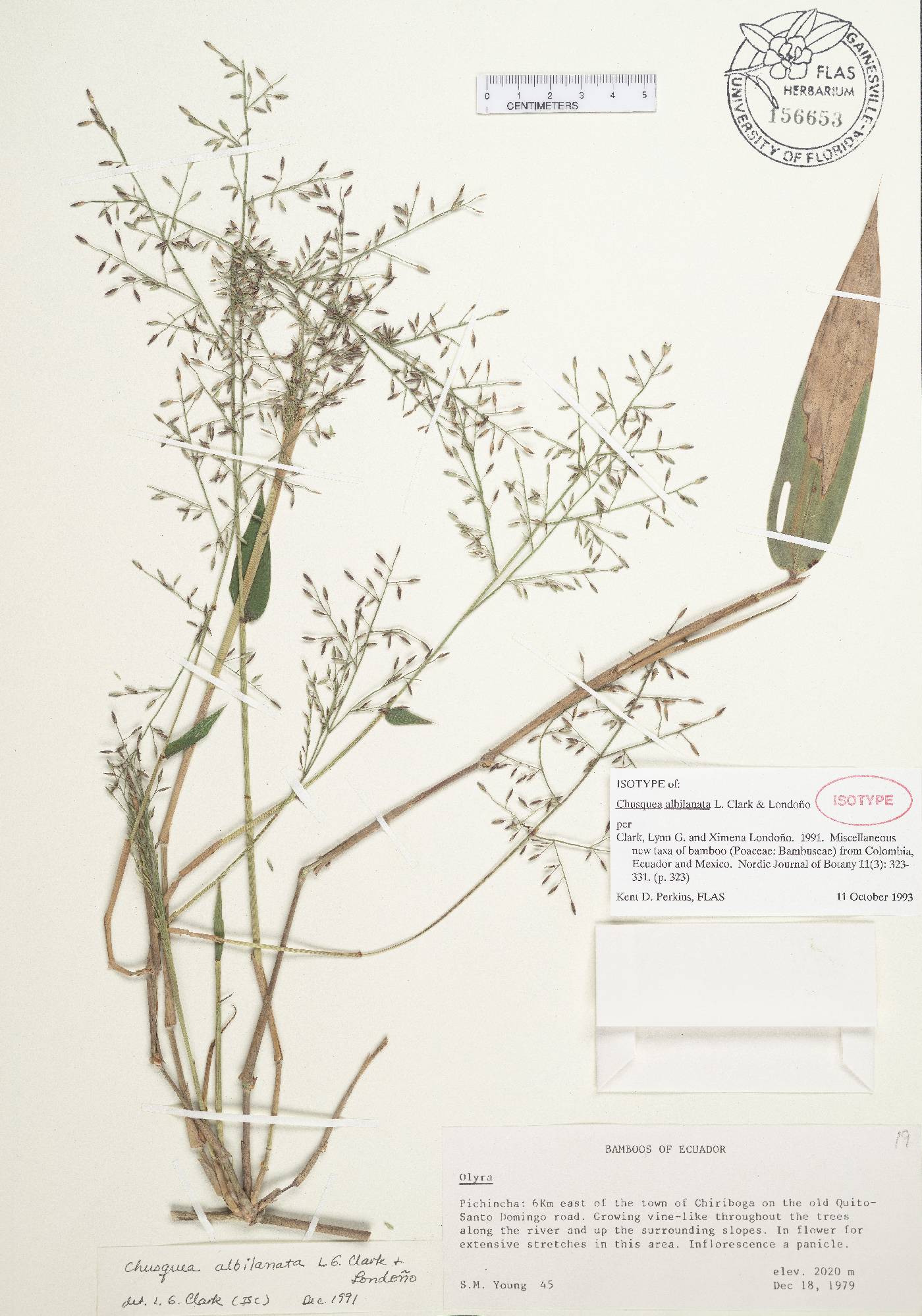 Chusquea albilanata image