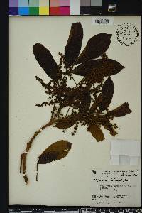 Mauria heterophylla image