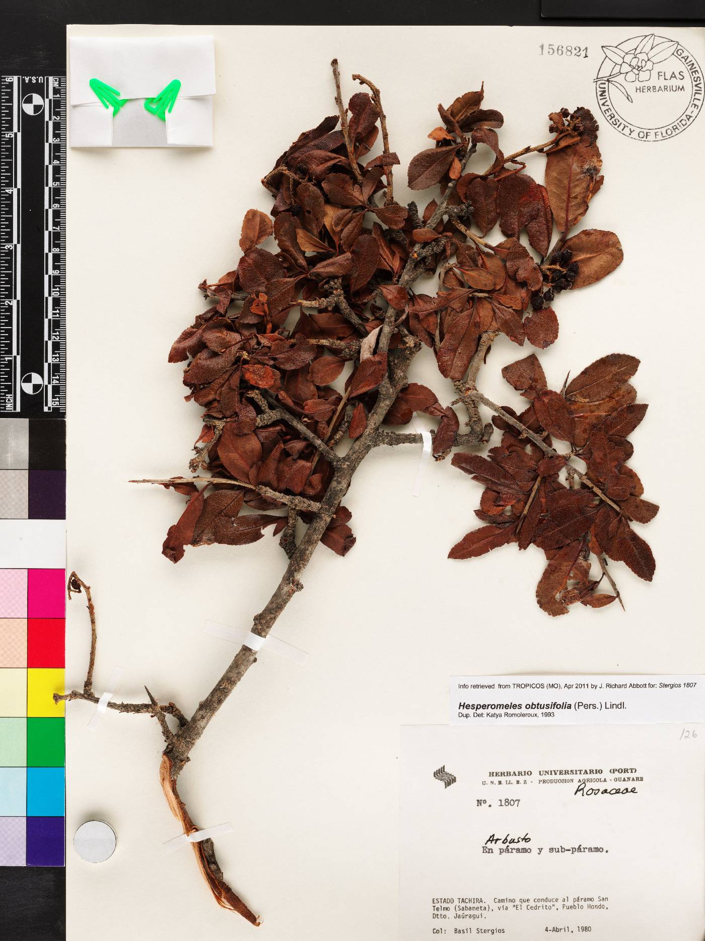 Hesperomeles obtusifolia image