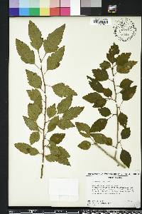 Crataegus viridis image