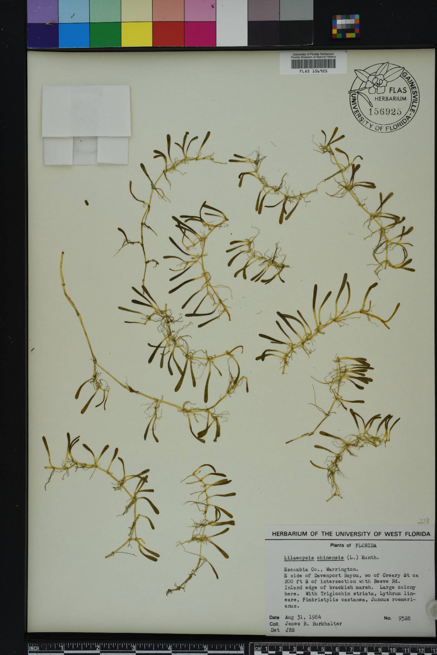 Lilaeopsis chinensis image