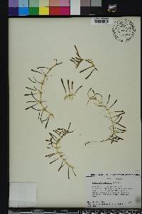 Lilaeopsis chinensis image