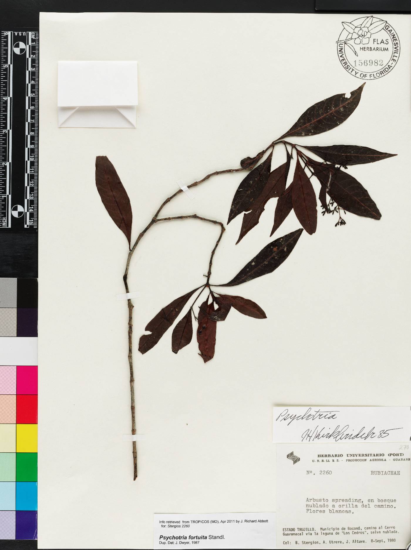 Psychotria fortuita image