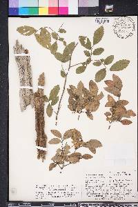 Ulmus crassifolia image