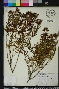 Hypericum densiflorum image