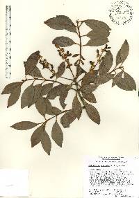 Gaiadendron punctatum image