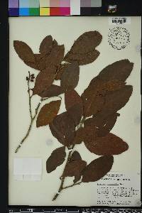 Coccoloba diversifolia image