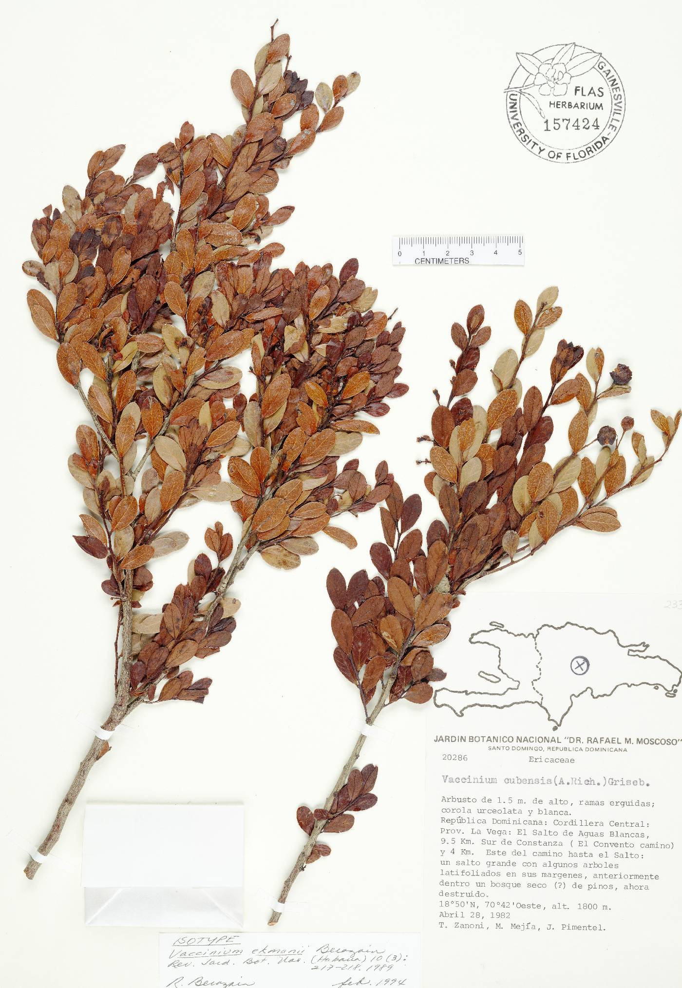 Vaccinium ekmanii image