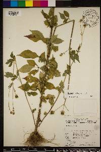 Bidens alba image