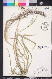 Leptochloa panicea image