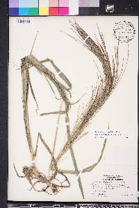 Leptochloa panicea image