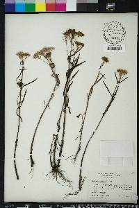 Flaveria linearis image