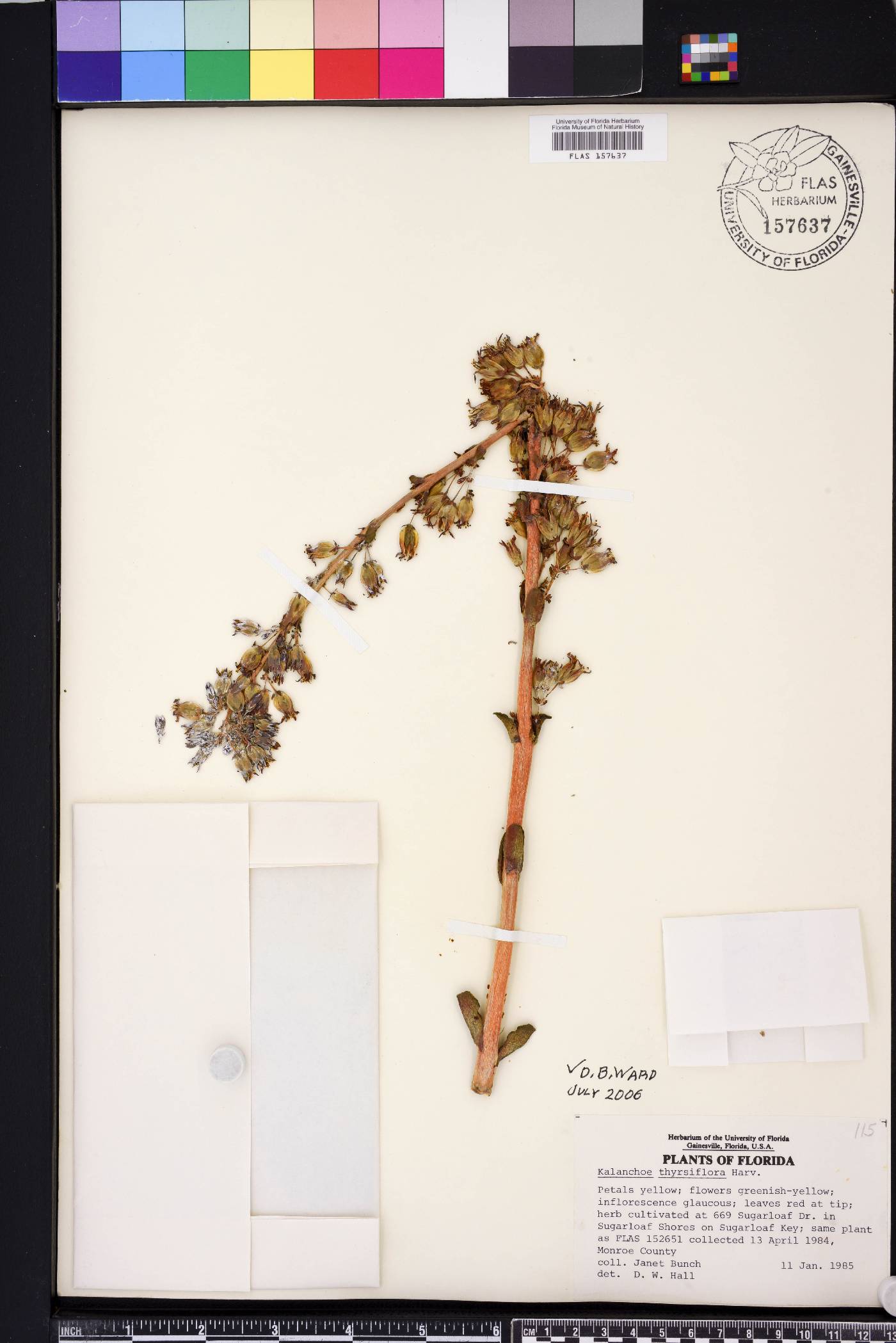 Kalanchoe luciae image